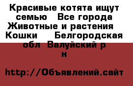 Красивые котята ищут семью - Все города Животные и растения » Кошки   . Белгородская обл.,Валуйский р-н